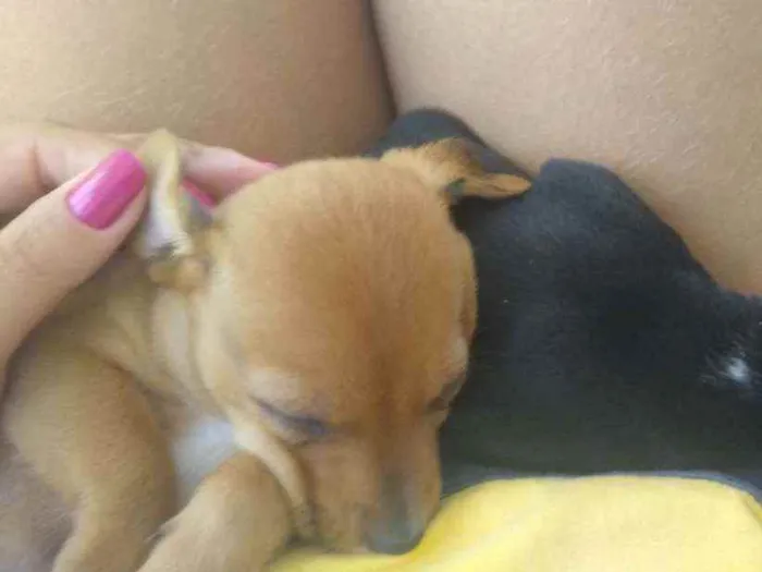 Cachorro raça Vira lata idade Abaixo de 2 meses nome Junior