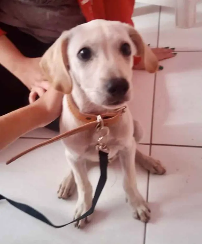 Cachorro ra a SRD idade 2 a 6 meses nome Chiquinho 