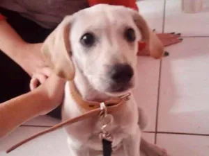 Cachorro raça SRD idade 2 a 6 meses nome Chiquinho 