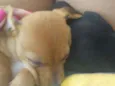 Junior