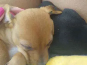 Cachorro raça Vira lata idade Abaixo de 2 meses nome Junior