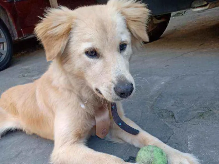 Cachorro ra a Labrador x golden idade 7 a 11 meses nome Pingo