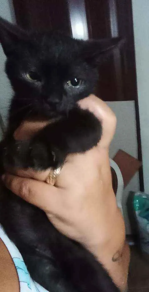 Gato ra a Srd idade 2 a 6 meses nome Sem nome 