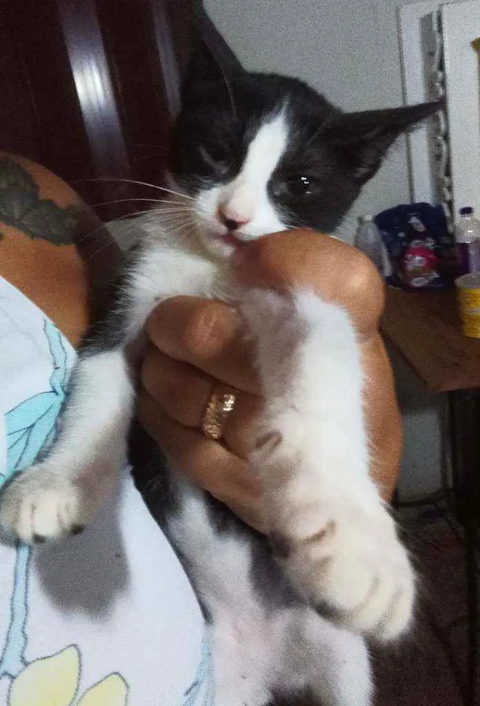 Gato ra a Srd idade 2 a 6 meses nome Sem nome 