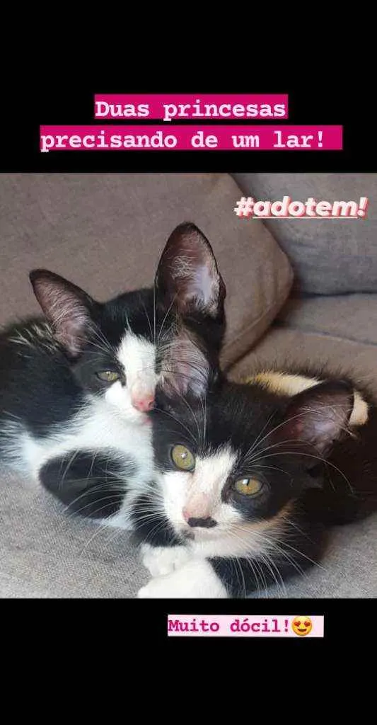 Gato ra a Raça indefinida idade 2 a 6 meses nome Sem nome