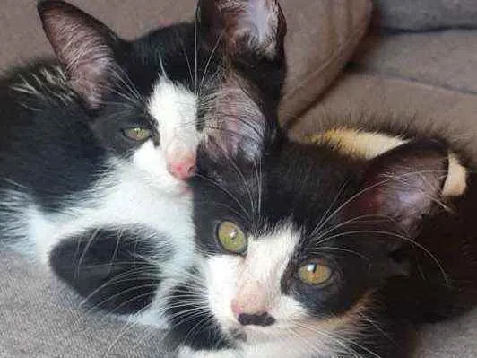 Gato ra a Raça indefinida idade 2 a 6 meses nome Sem nome