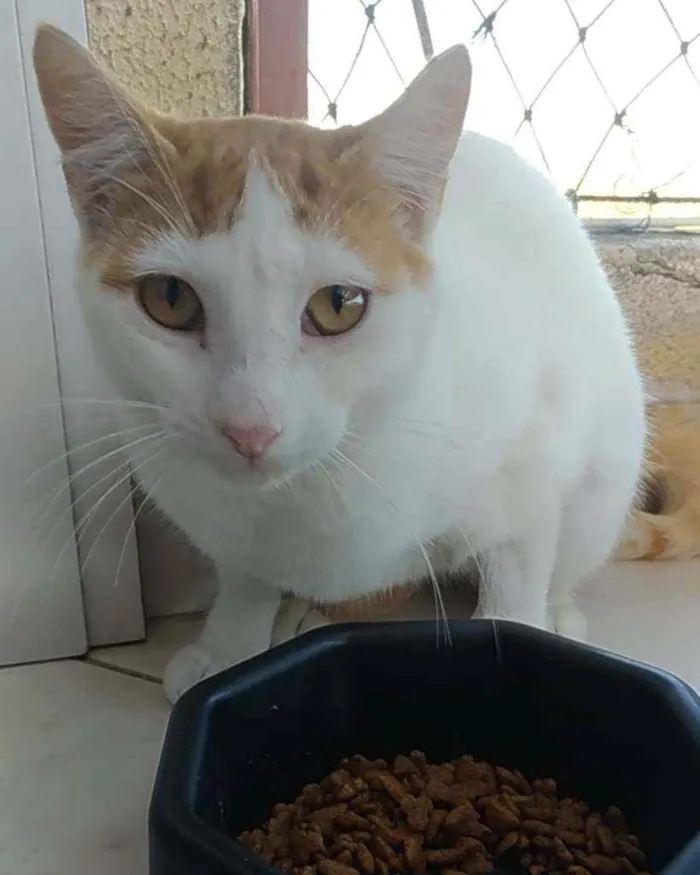 Gato ra a Srd idade 1 ano nome Zoé