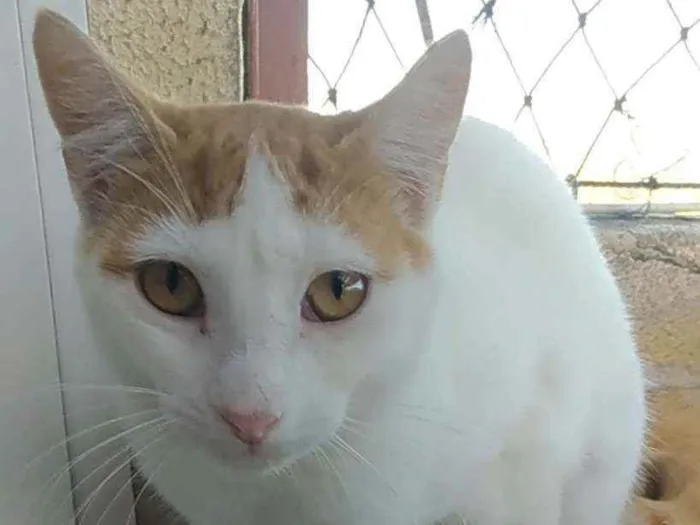 Gato ra a Srd idade 1 ano nome Zoé