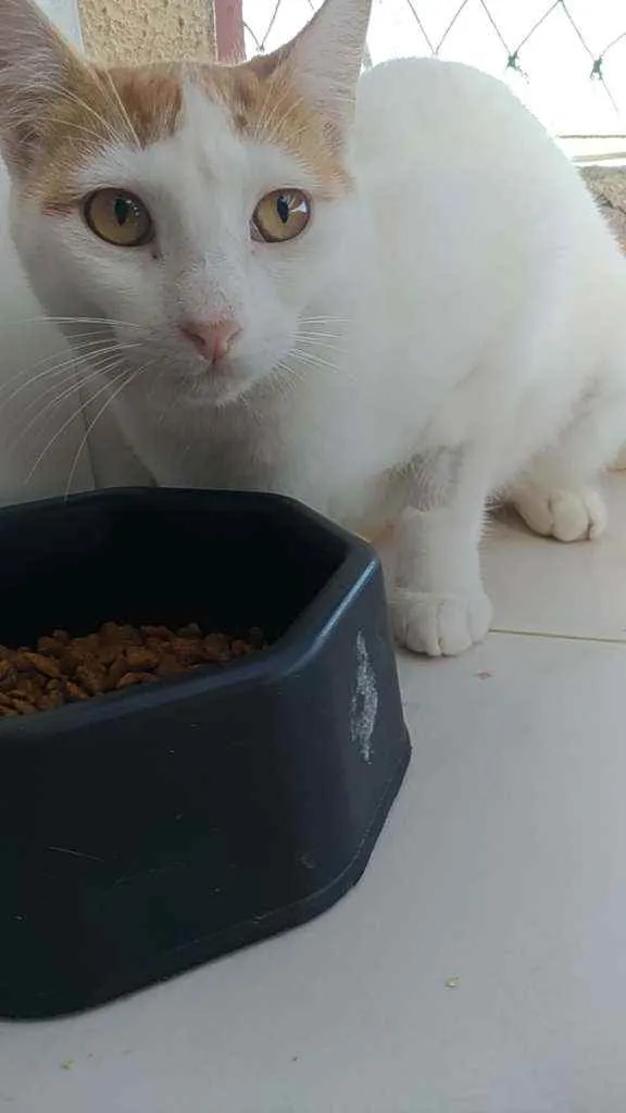 Gato ra a Srd idade 1 ano nome Zoé