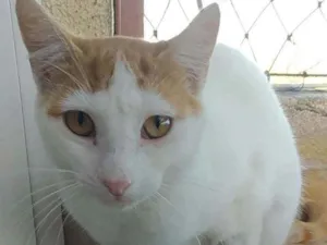 Gato raça Srd idade 1 ano nome Zoé