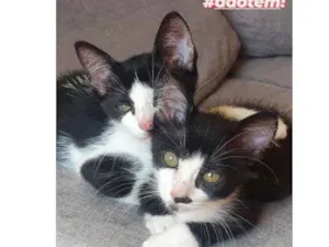 Gato raça Raça indefinida idade 2 a 6 meses nome Sem nome