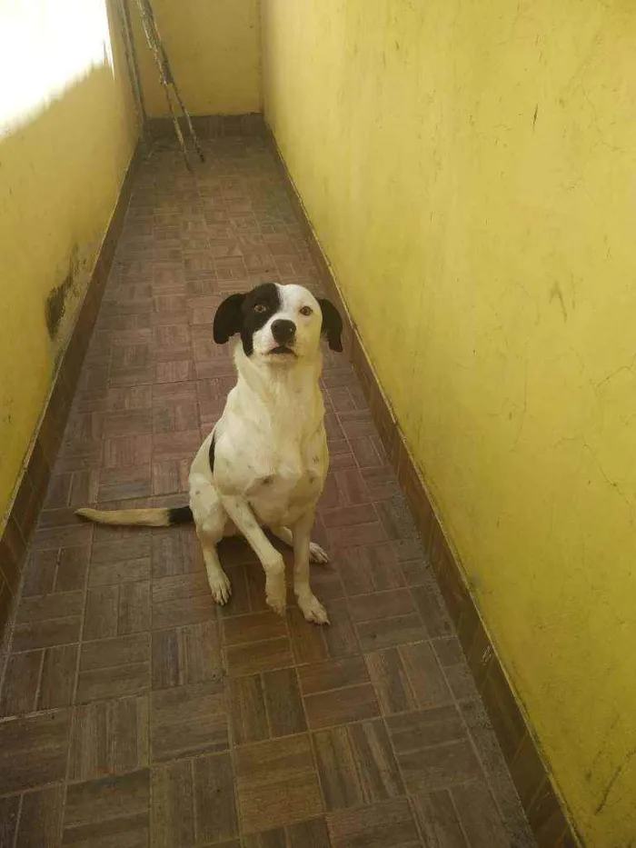 Cachorro ra a Vira lata idade 7 a 11 meses nome Pipoca