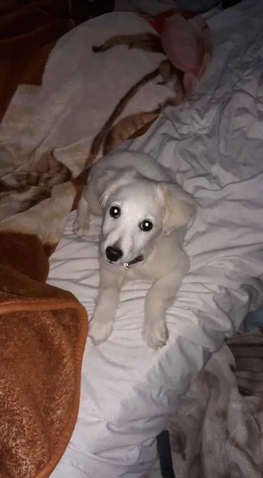 Cachorro ra a Vira-lata idade 2 a 6 meses nome Genos