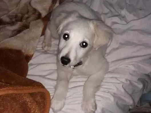Cachorro ra a Vira-lata idade 2 a 6 meses nome Genos