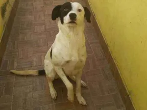 Cachorro raça Vira lata idade 7 a 11 meses nome Pipoca