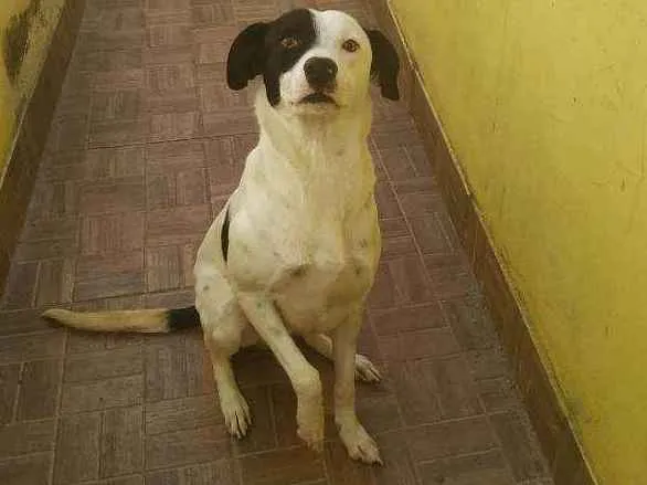 Cachorro ra a Vira lata idade 7 a 11 meses nome Pipoca