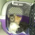 Russo, Romano e Blue
