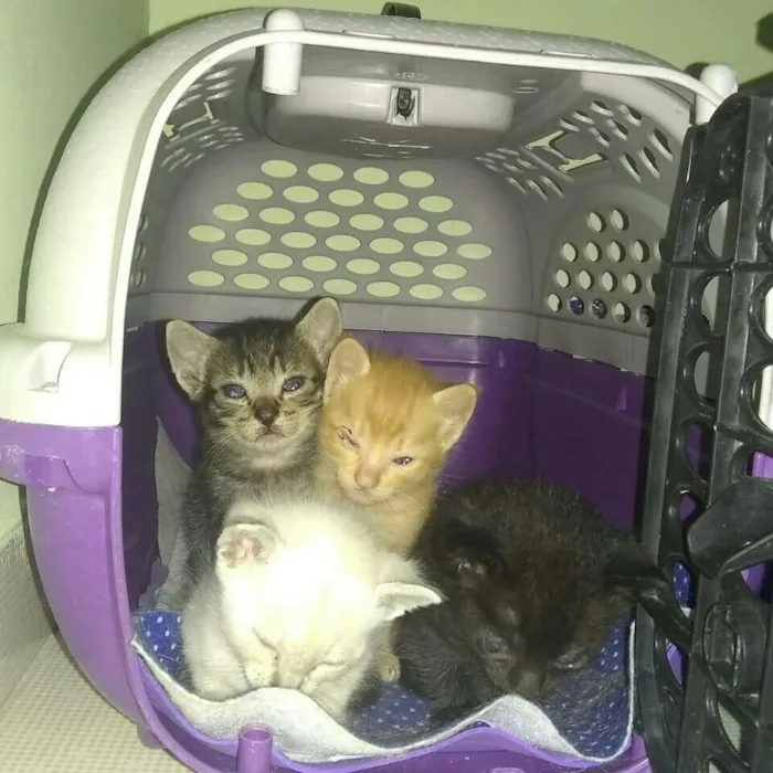 Gato raça Vira-lata idade Abaixo de 2 meses nome Russo, Romano e Blue