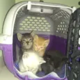 Russo, Romano e Blue