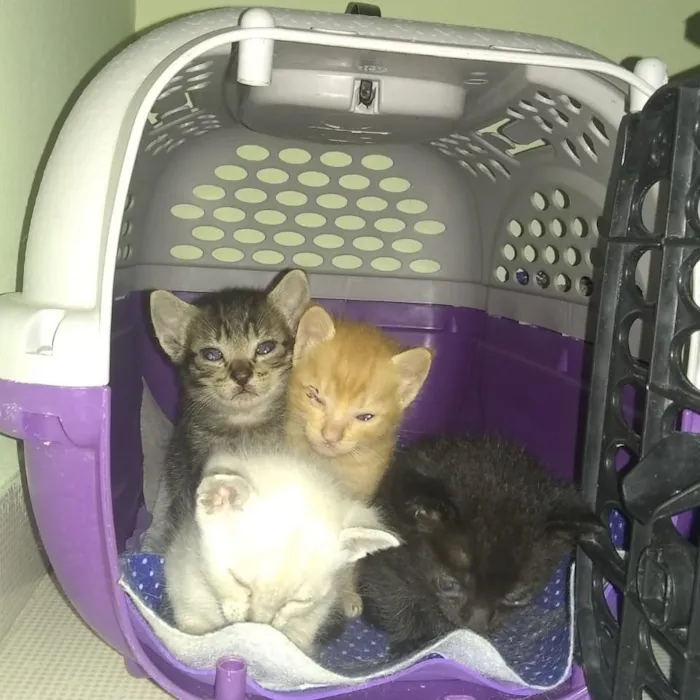 Gato raça Vira-lata idade Abaixo de 2 meses nome Russo, Romano e Blue
