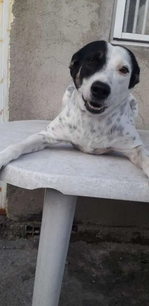 Cachorro ra a SRD idade 2 anos nome JOANA