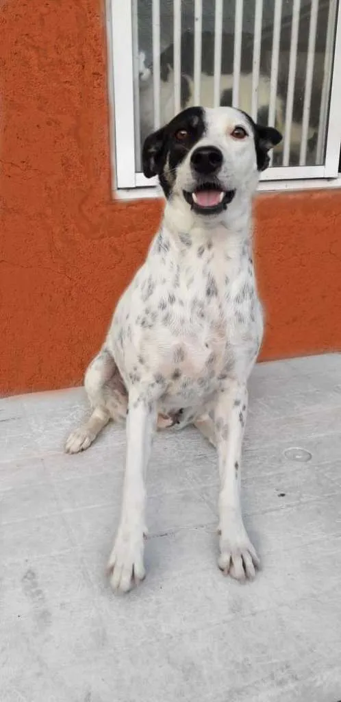 Cachorro ra a SRD idade 2 anos nome JOANA