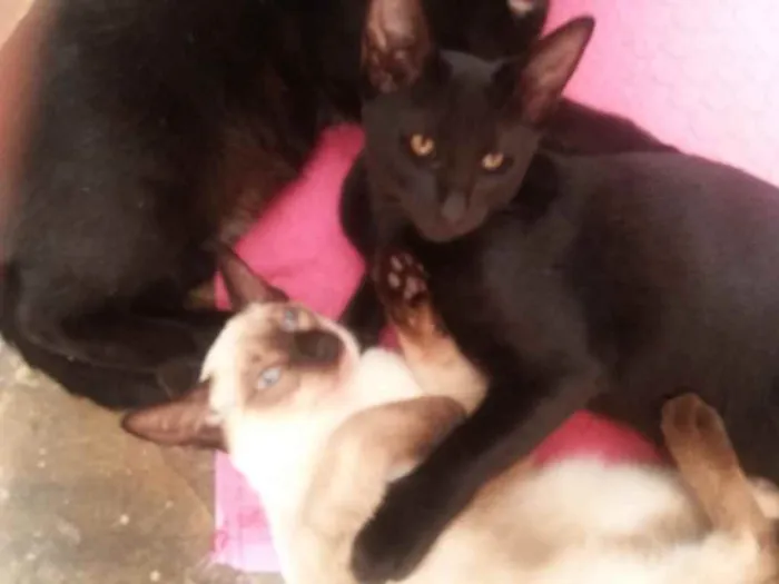 Gato ra a Sem Raça definida!  idade 2 a 6 meses nome Panterinha e Lilica