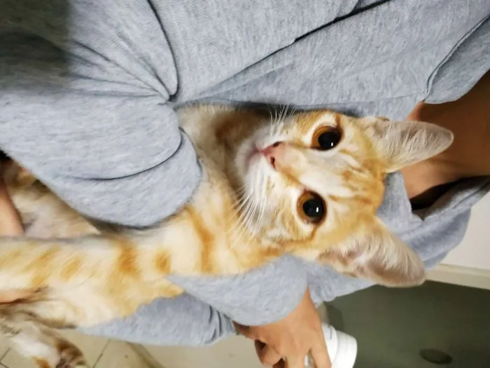 Gato ra a sem raça definida idade 2 a 6 meses nome Laranjinha