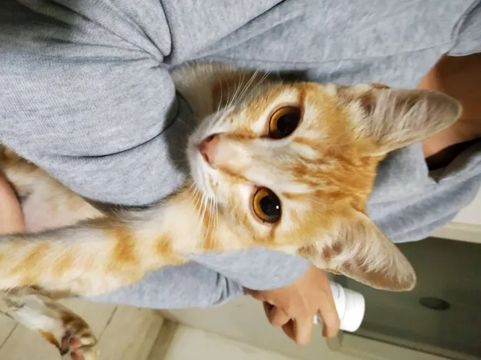 Gato ra a sem raça definida idade 2 a 6 meses nome Laranjinha