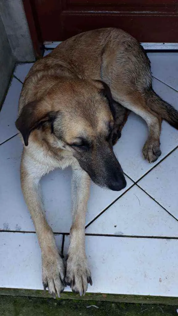 Cachorro ra a Vira lata idade 4 anos nome Princesa