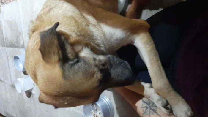 Cachorro ra a Vira lata idade 4 anos nome Princesa