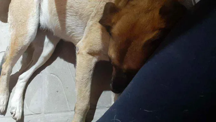 Cachorro ra a Vira lata idade 4 anos nome Princesa