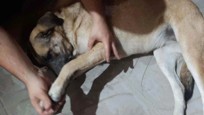 Cachorro ra a Vira lata idade 4 anos nome Princesa