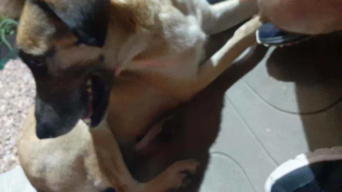 Cachorro ra a Vira lata idade 4 anos nome Princesa