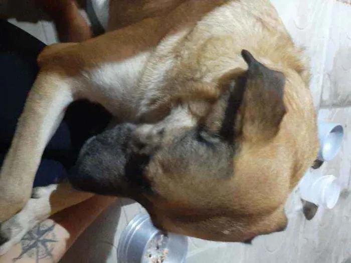 Cachorro ra a Vira lata idade 4 anos nome Princesa