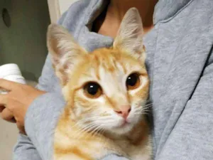 Gato raça sem raça definida idade 2 a 6 meses nome Laranjinha
