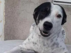 Cachorro raça SRD idade 2 anos nome JOANA
