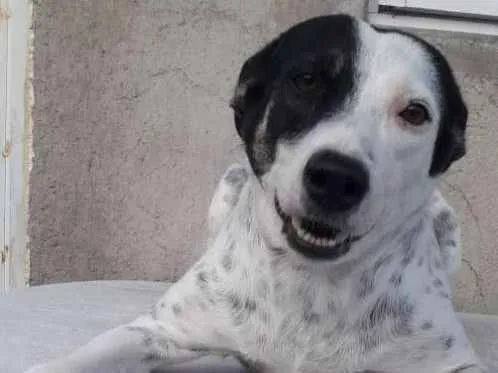 Cachorro ra a SRD idade 2 anos nome JOANA
