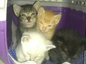 Gato raça Vira-lata idade Abaixo de 2 meses nome Russo, Romano e Blue