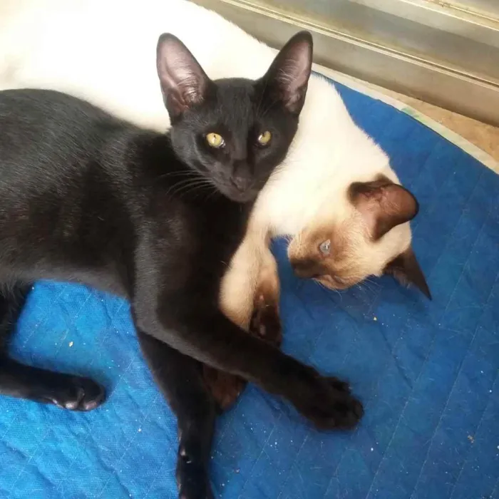 Gato ra a Sem Raça definida!  idade 2 a 6 meses nome Panterinha e Lilica