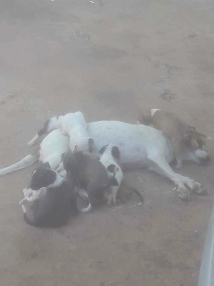 Cachorro ra a  idade Abaixo de 2 meses nome Não tem nome