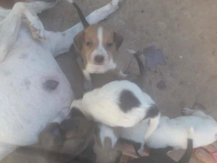 Cachorro ra a  idade Abaixo de 2 meses nome Não tem nome