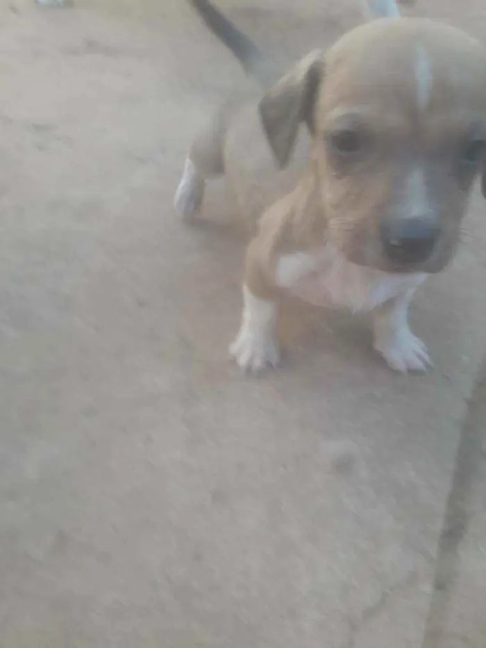 Cachorro ra a  idade Abaixo de 2 meses nome Não tem nome
