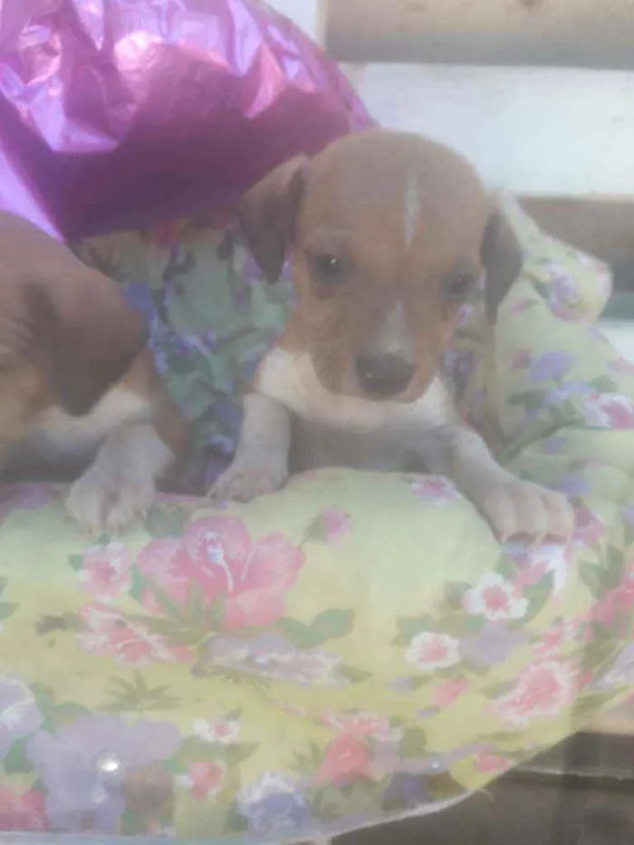 Cachorro ra a  idade Abaixo de 2 meses nome Não tem nome