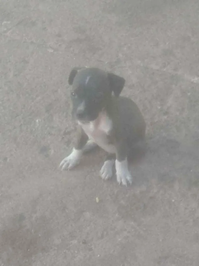 Cachorro ra a  idade Abaixo de 2 meses nome Não tem nome