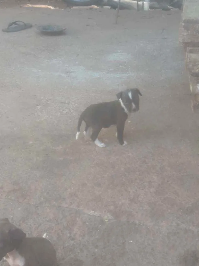 Cachorro ra a  idade Abaixo de 2 meses nome Não tem nome