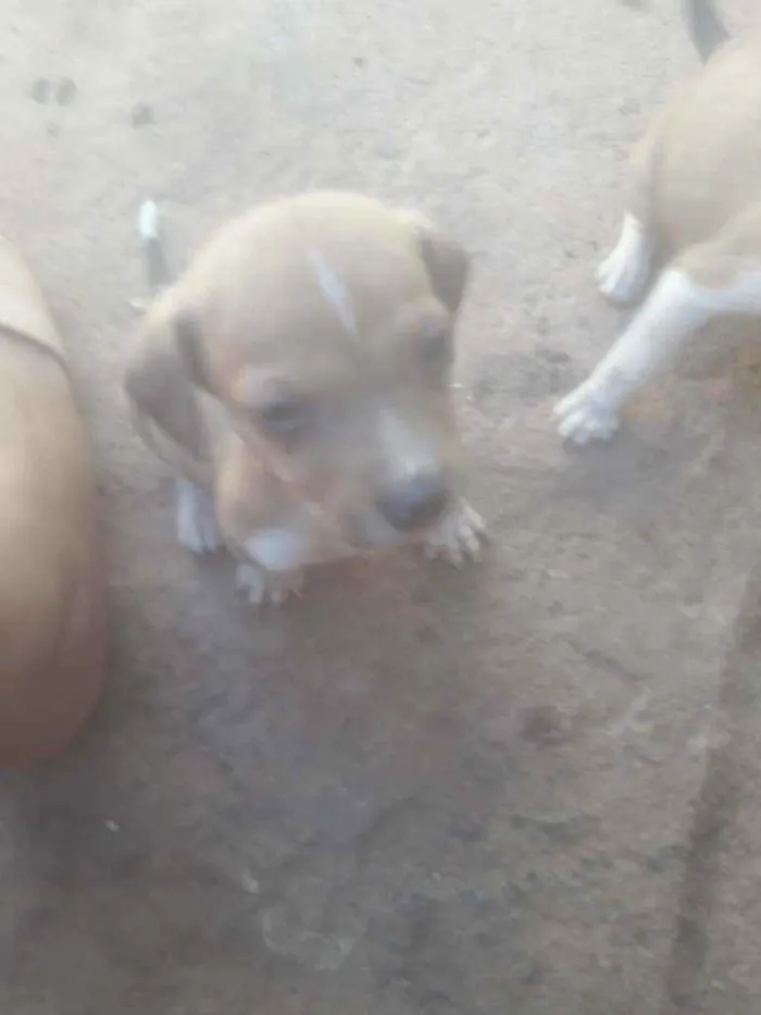 Cachorro ra a  idade Abaixo de 2 meses nome Não tem nome