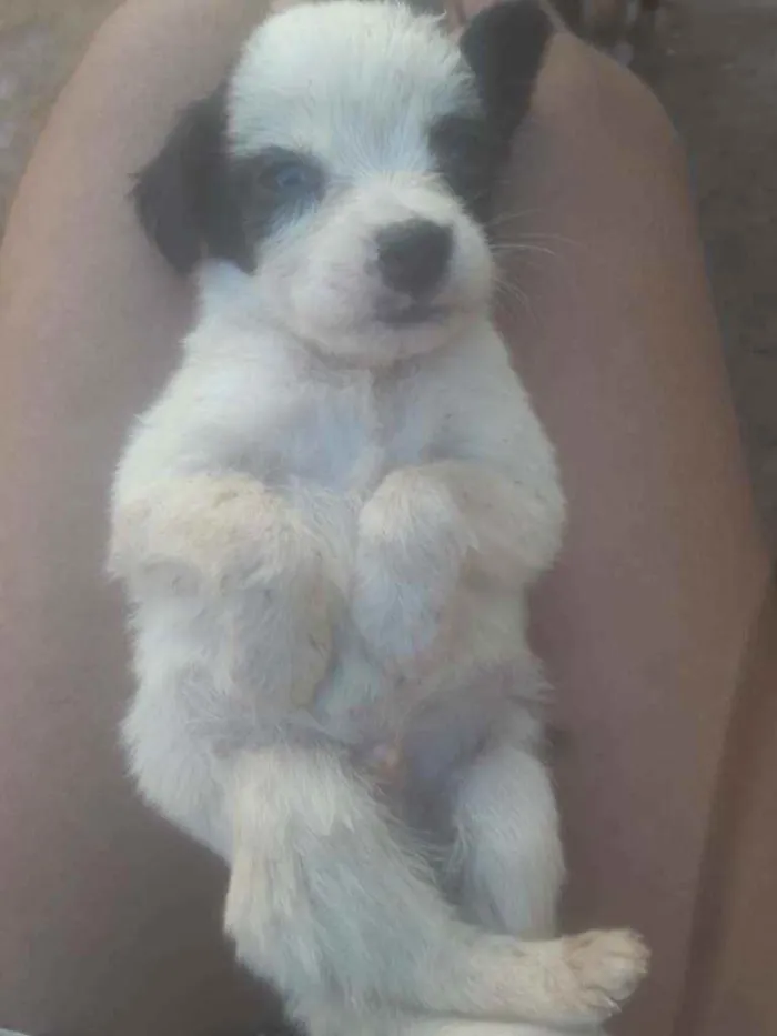 Cachorro ra a  idade Abaixo de 2 meses nome Não tem nome