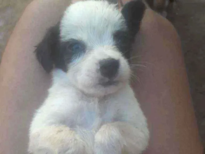 Cachorro ra a  idade Abaixo de 2 meses nome Não tem nome
