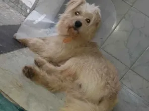 Cachorro raça Srd idade 1 ano nome Lupe